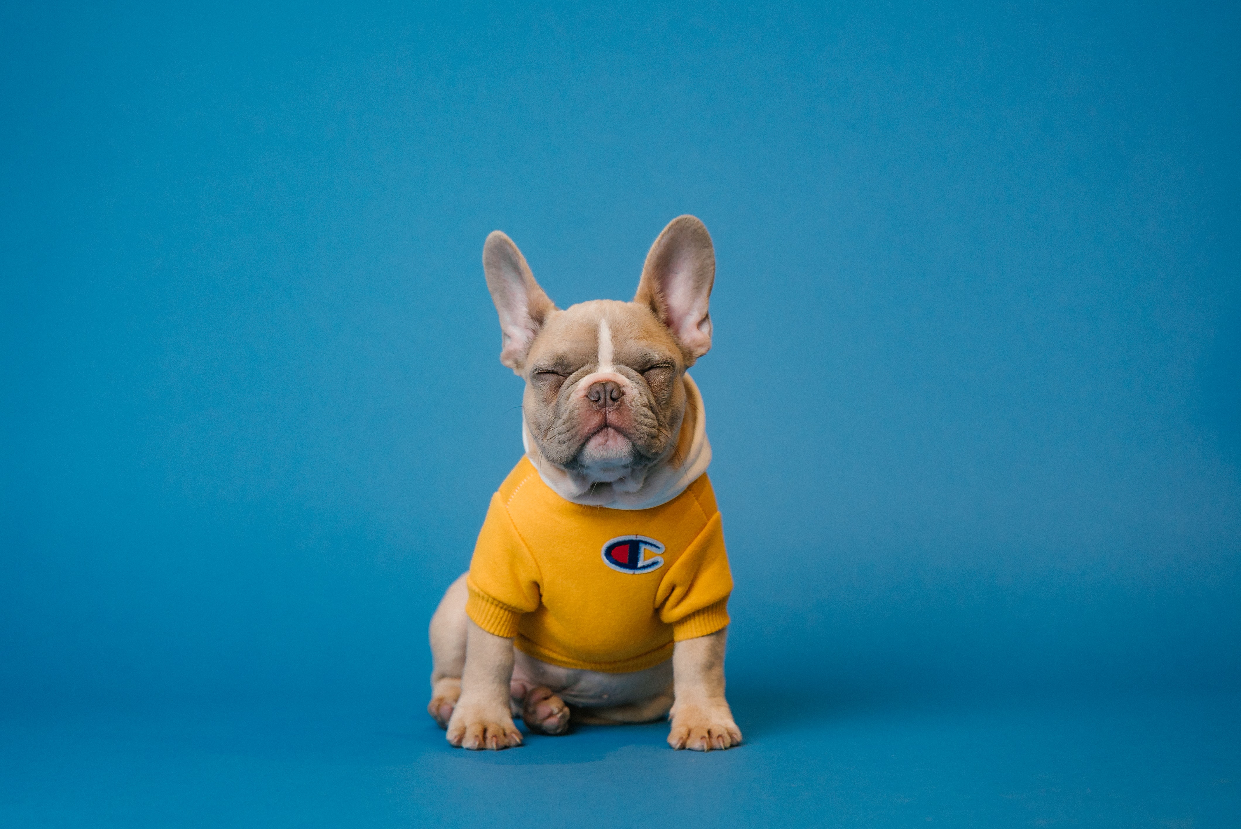 Frenchie Puppy Image