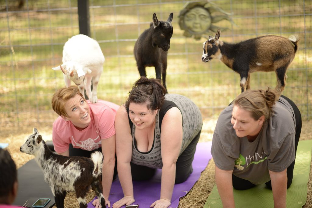 Grady Goat Yoga