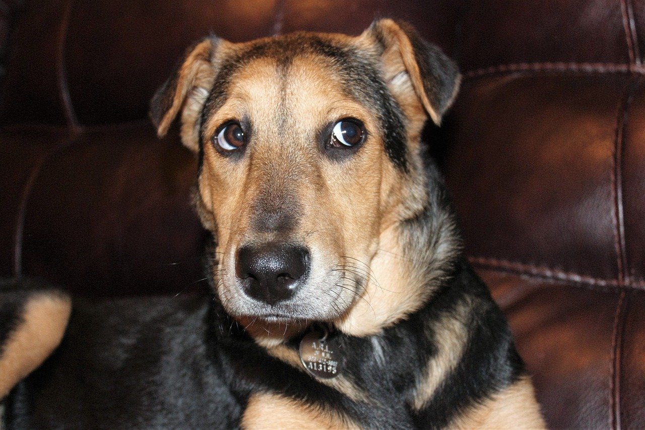 black and tan, rescue dog, shepard puppy