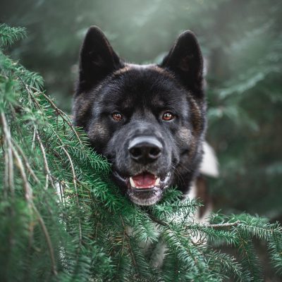 akita, tree, dog